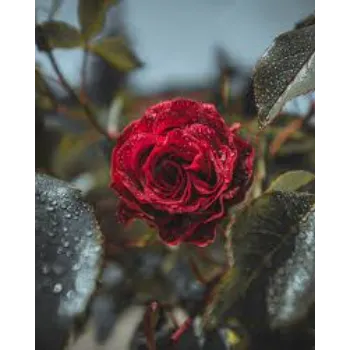 Impression Red Rose Flower